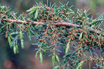 Jalovec obecný (Juniperus communis)