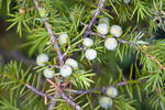 Jalovec obecný (Juniperus communis)