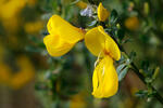 Janovec metlatý (Sarothamnus scoparius)