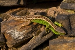 Jašterica krátkohlavá (Lacerta agilis)