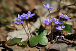 Jaterník podléška (Hepatica nobilis)