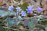 Jaterník podléška (Hepatica nobilis)