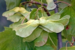 Javor mléč (Acer platanoides)