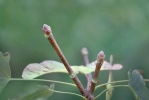 Javor mléč (Acer platanoides)