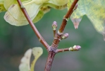 Javor mléč (Acer platanoides)