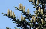 Jedle bělokorá (Abies alba)