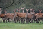 Jelen lesní (Cervus elaphus)