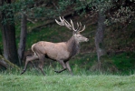 Jelen lesní (Cervus elaphus)