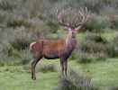 Jelen lesní (Cervus elaphus)