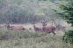 Jelen lesní (Cervus elaphus)