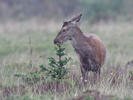 Jelen lesní (Cervus elaphus)