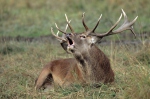 Jelen lesní (Cervus elaphus)