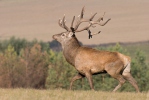 Jelen lesní (Cervus elaphus)