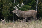 Jelen lesní (Cervus elaphus)