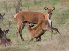 Jelen lesní (Cervus elaphus)