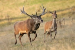 Jelen lesní (Cervus elaphus)