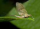 Jepice (Ephemeroptera)