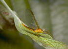 Jepice (Ephemeroptera)