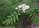 Jeřáb ptačí (Sorbus aucuparia)