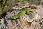 Ještěrka balkánská (Lacerta trilineata)