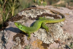 Ještěrka balkánská (Lacerta trilineata)