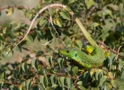 Ještěrka balkánská (Lacerta trilineata)