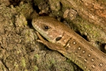 Ještěrka obecná (Lacerta agilis)