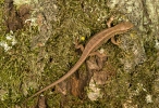 Ještěrka obecná (Lacerta agilis)