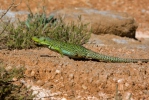 Ještěrka perlová (Lacerta lepida)