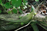 Ještěrka zelená (Lacerta viridis)