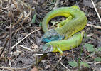 Ještěrka zelená (Lacerta viridis)