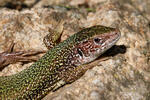 Ještěrka zelená (Lacerta viridis)