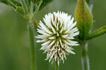 Jetel horský (Trifolium montanum)