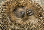 Ježek západní (Erinaceus europaeus)