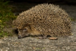 Ježek západní (Erinaceus europaeus)