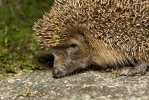 Ježek západní (Erinaceus europaeus)