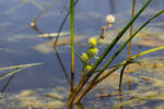 Ježohlav jednoduchý (Sparganium emersum)