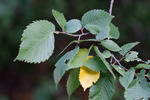 Jilm drsný (Ulmus glabra)