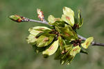 Jilm habrolistý (Ulmus minor)