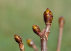 Jírovec maďal (Aesculus hippocastanum)