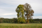 Jírovec maďal (Aesculus hippocastanum)