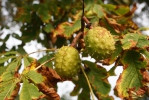 Jírovec maďal (Aesculus hippocastanum)