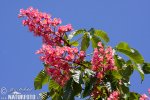 Jírovec pleťový (Aesculus x carnea)