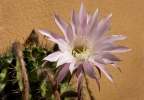 Kaktus (Echinopsis oxygona)