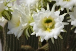 Kaktus (Echinopsis sp.)