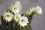 Kaktus (Echinopsis sp.)