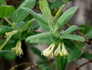 Kamčatske čučoriedky (Lonicera caeruelea var. kamtschatica)