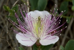 Kapara trnitá (Capparis spinosa)