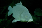 Kapr obecný (Cyprinus carpio)