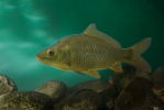 Kapr obecný (Cyprinus carpio)